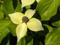 Japanischer Blumen-Hartriegel